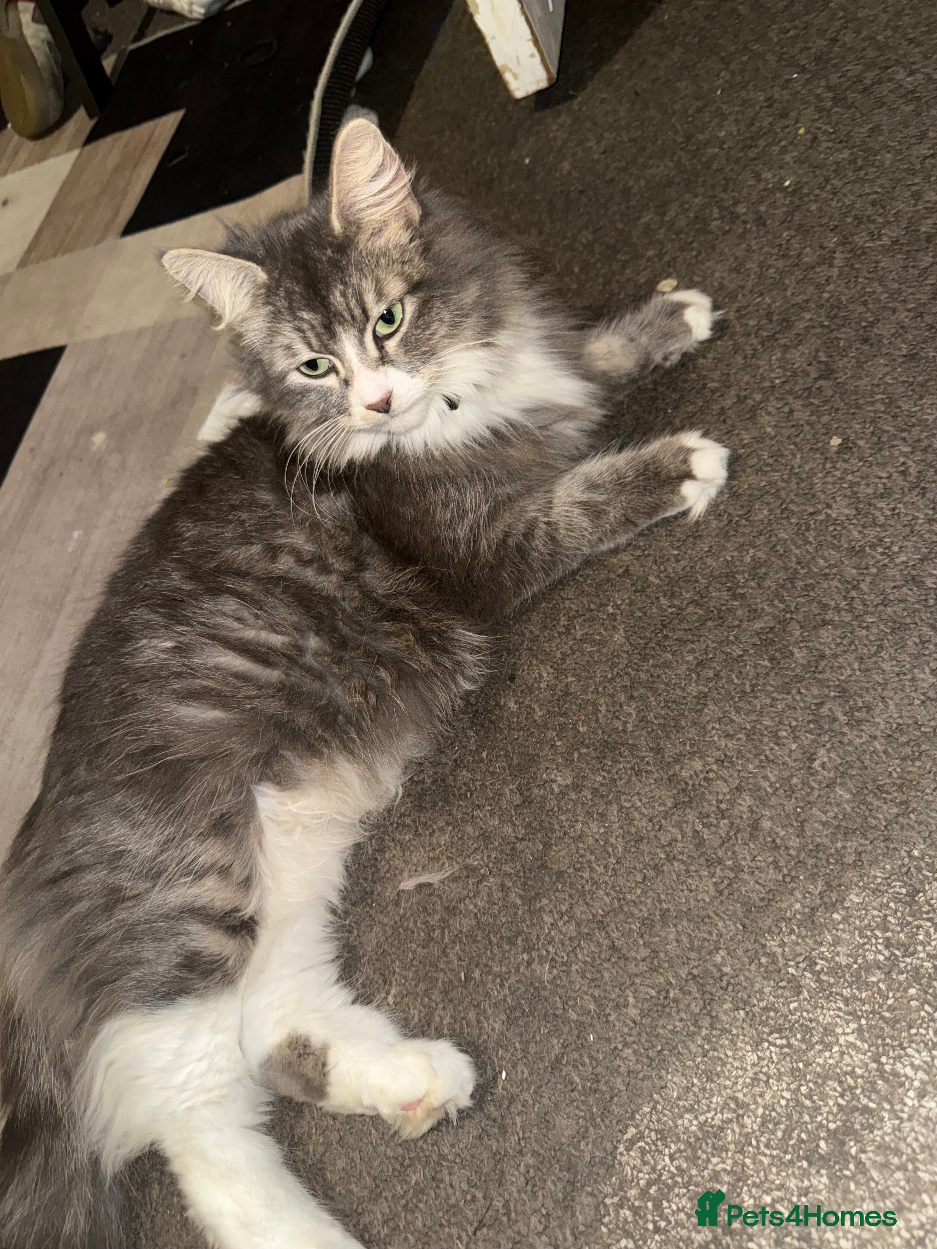 Norwegian Forest Cat cats Fluffy purrfeecctt bundles of love  - Advert 5