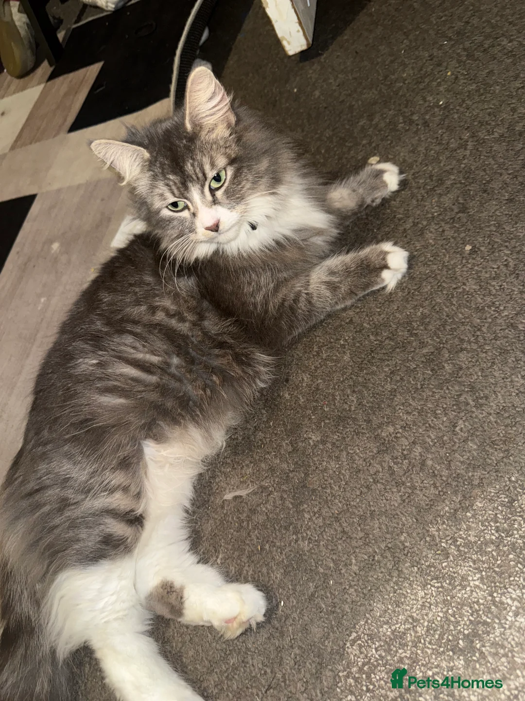 Norwegian Forest Cat cats for sale: Fluffy purrfeecctt bundles of love  - Advert 1