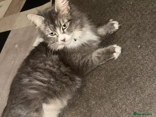 Norwegian Forest Cat cats Fluffy purrfeecctt bundles of love - Advert 5