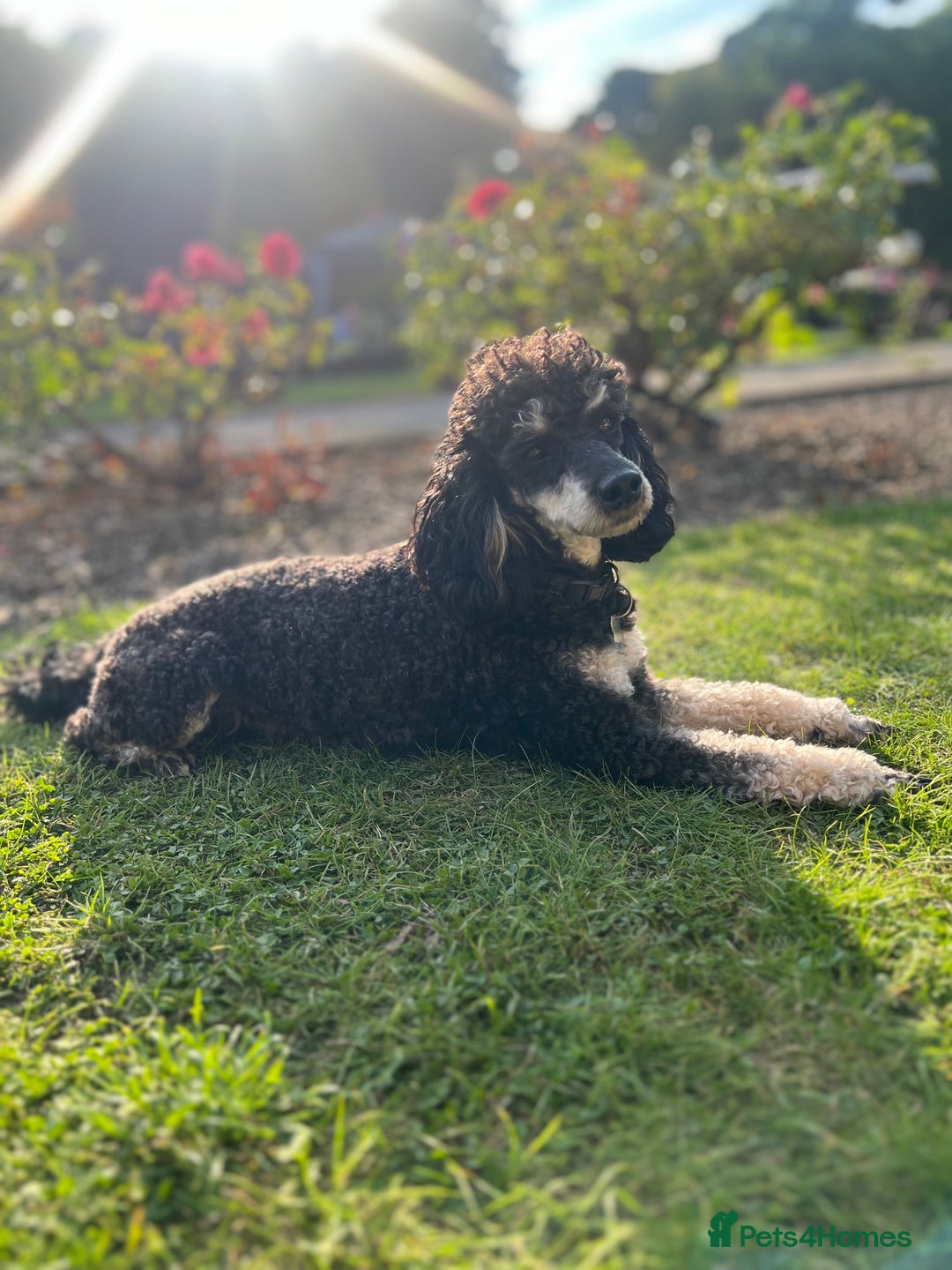 Toy Poodle dogs for stud: Phantom Toy Poodle KC registered North East Stud in Whitley Bay - Advert 4
