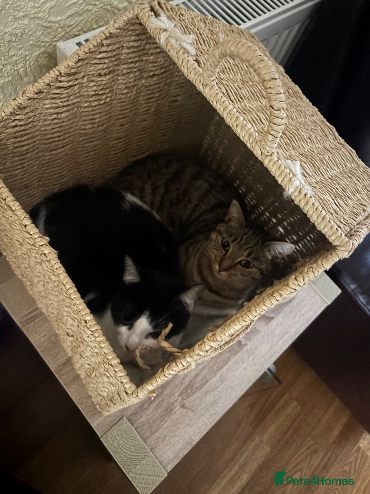 British Shorthair cats for sale: Maeve & Bean - Advert 19