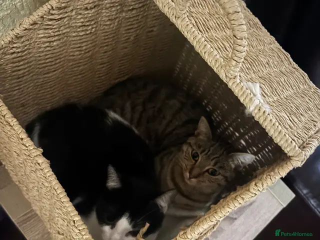 British Shorthair cats for sale: Maeve & Bean - Advert 19