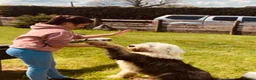 Old English Sheepdog dogs for sale: Old English sheep dog kc - Advert 6