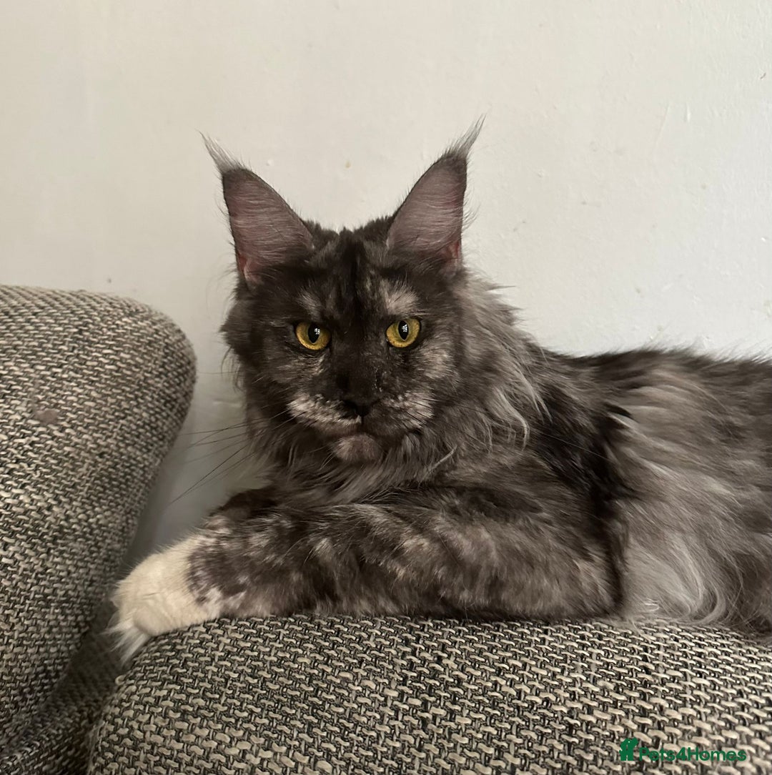 Maine Coon cats for sale: Amazing girl ready to leave.. - Image 8