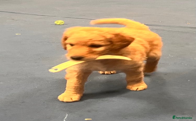 Goldendoodle dogs - Advert 1