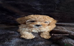 Cavapoo dogs for sale: One stunning red cavapoo male  - Image 9