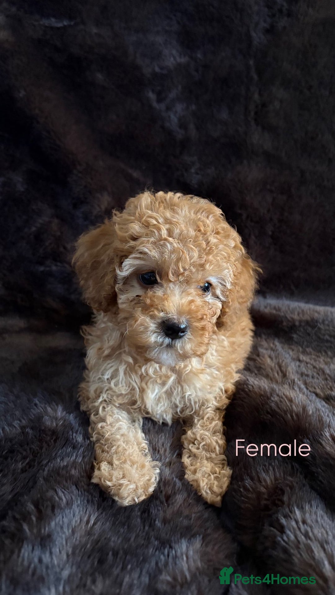 Cavapoo dogs for sale: One stunning red cavapoo male  - Image 9