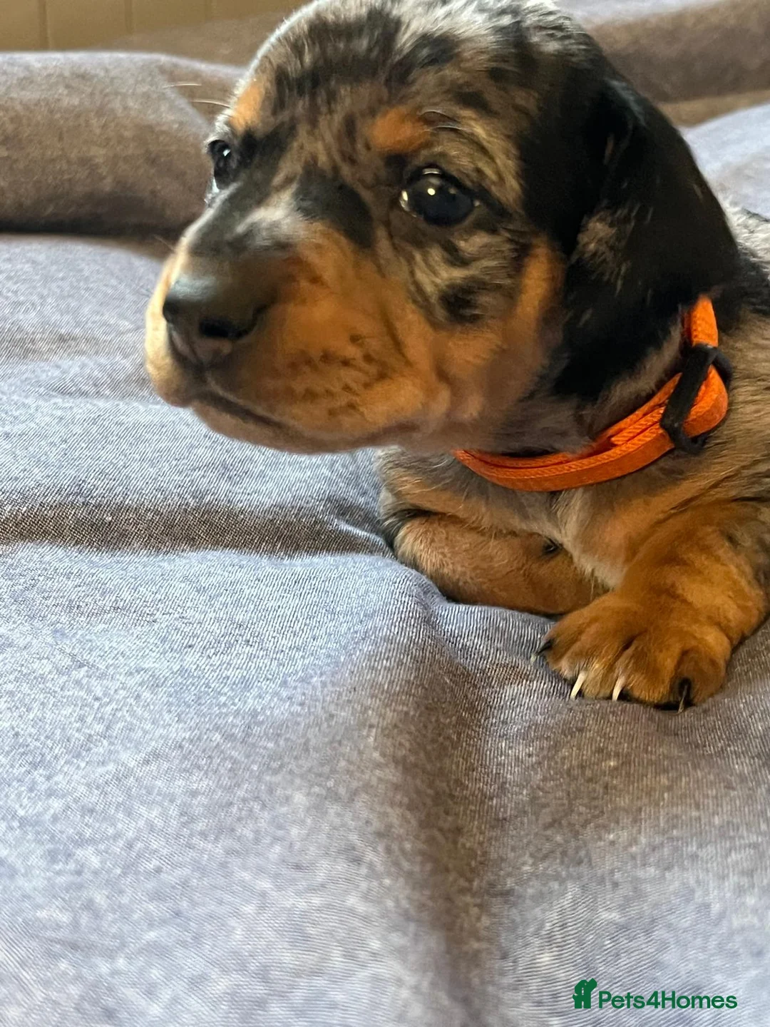 Jackshund dogs for sale: A stunning Jack Russell Terrier and Dachshund mix. - Advert 9