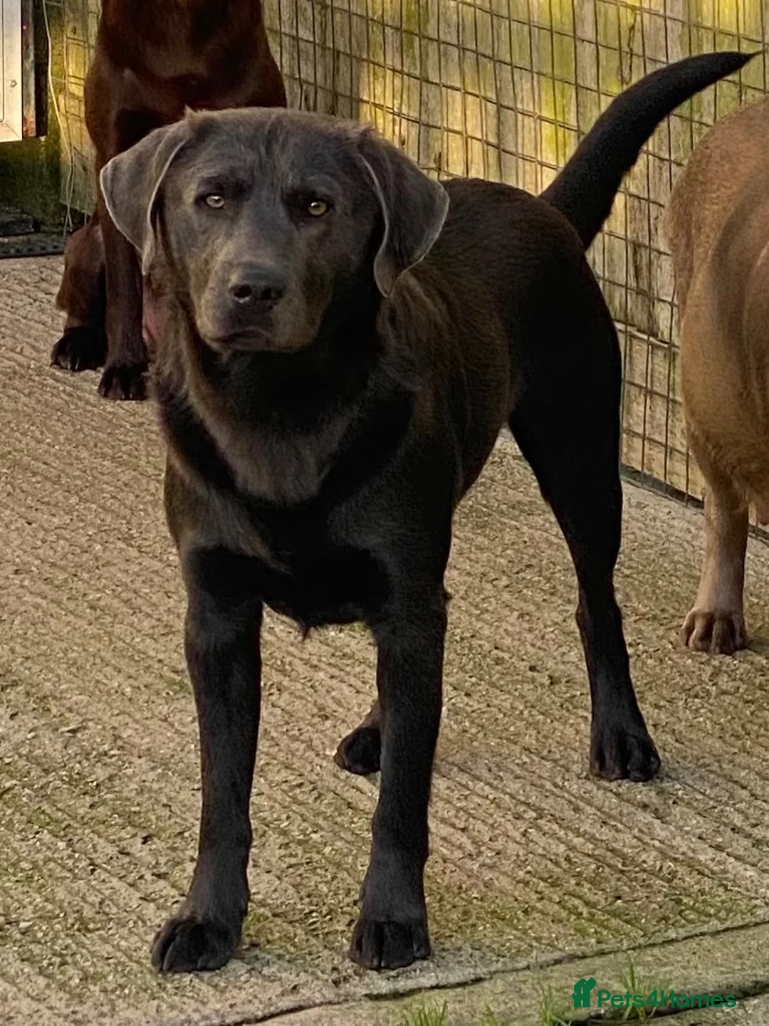 Labrador Retriever dogs for sale: Gorgeous KC Silver & Charcoal Labrador Pups - Advert 20