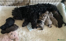 Cockapoo dogs for sale: Gorgeous F2 Cockapoos - Image 17