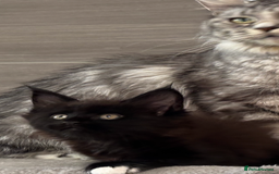 Maine Coon cats for sale: TICA DNA tested 5 Gen Pedigree  - Image 6