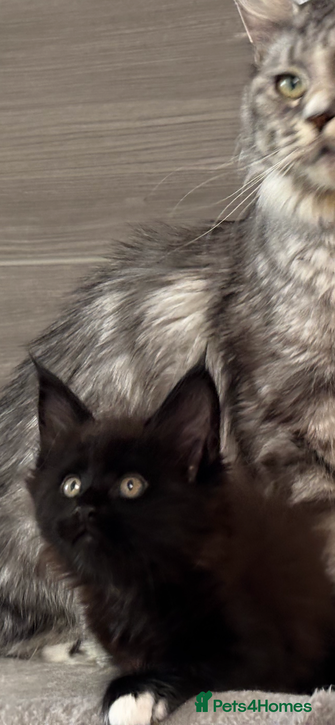 Maine Coon cats for sale: TICA DNA tested 5 Gen Pedigree  - Image 6