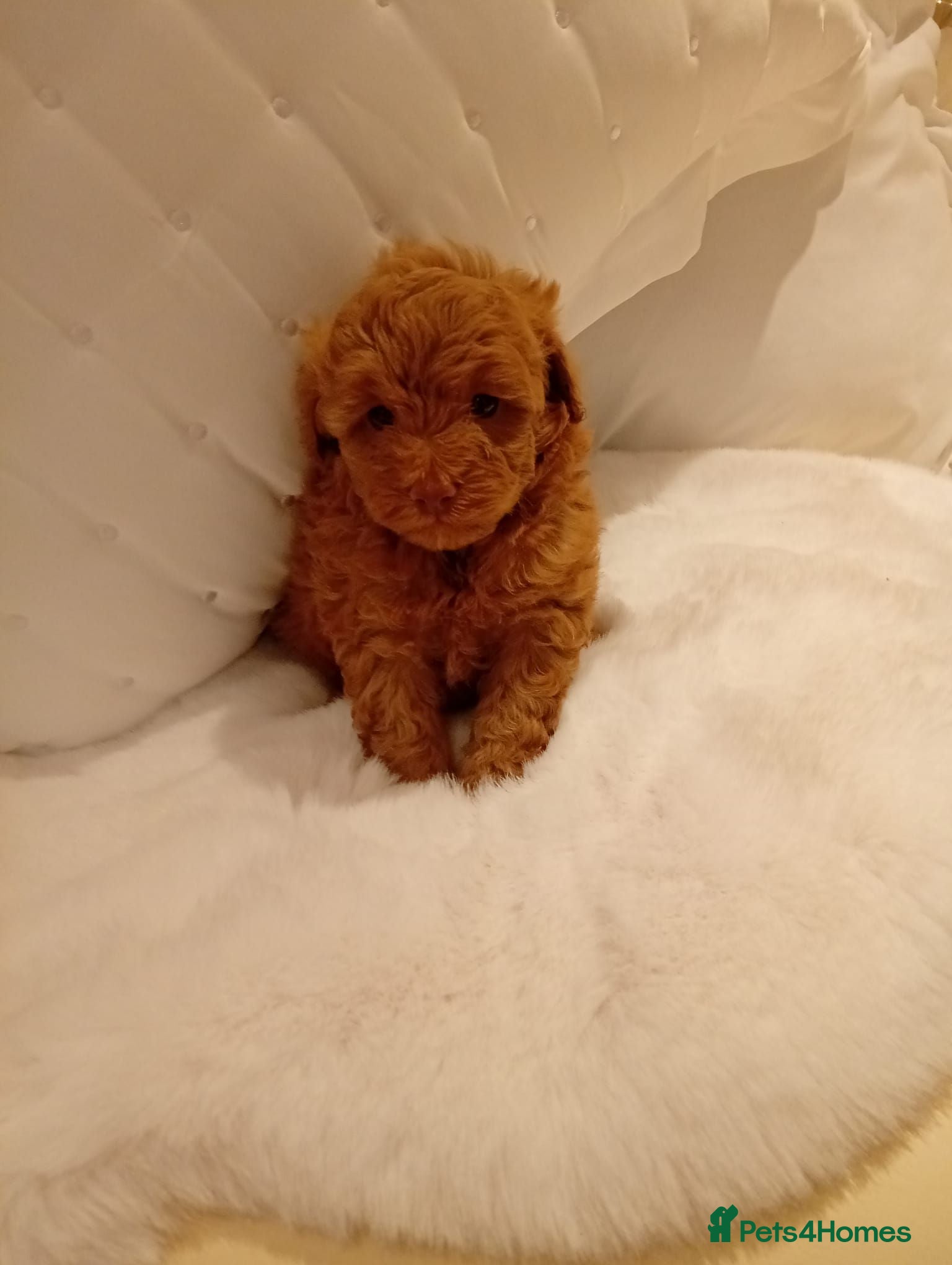 Maltipoo dogs Beautiful maltipoo boy - Advert 1