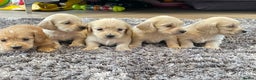 Miniature Dachshund dogs for sale: Miniature Dash hound long haired English  cream - Advert 1