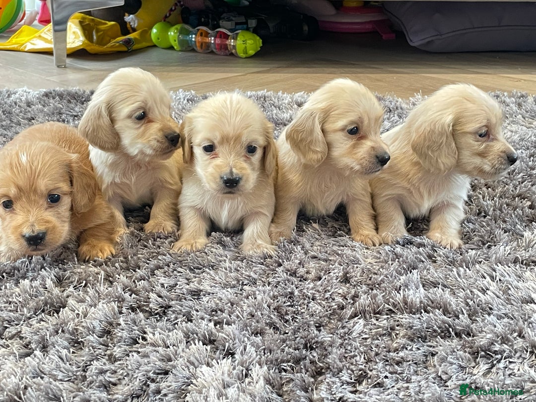 Miniature Dachshund dogs for sale: Miniature Dash hound long haired English  cream - Advert 1