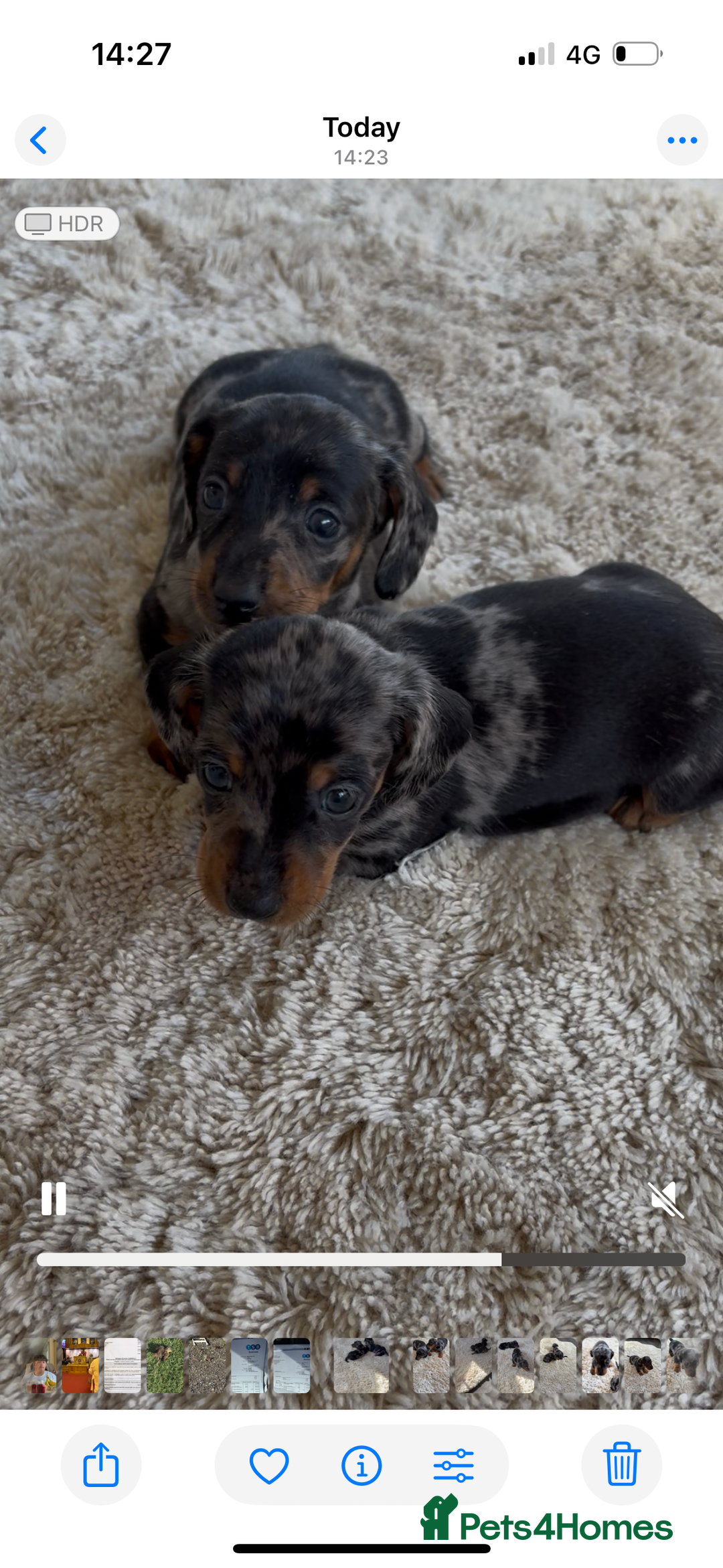 Miniature Dachshund dogs for sale: Miniature Dachshound puppies  - Image 4