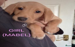 Labrador Retriever dogs for sale: Fox red lab pups - Image 3