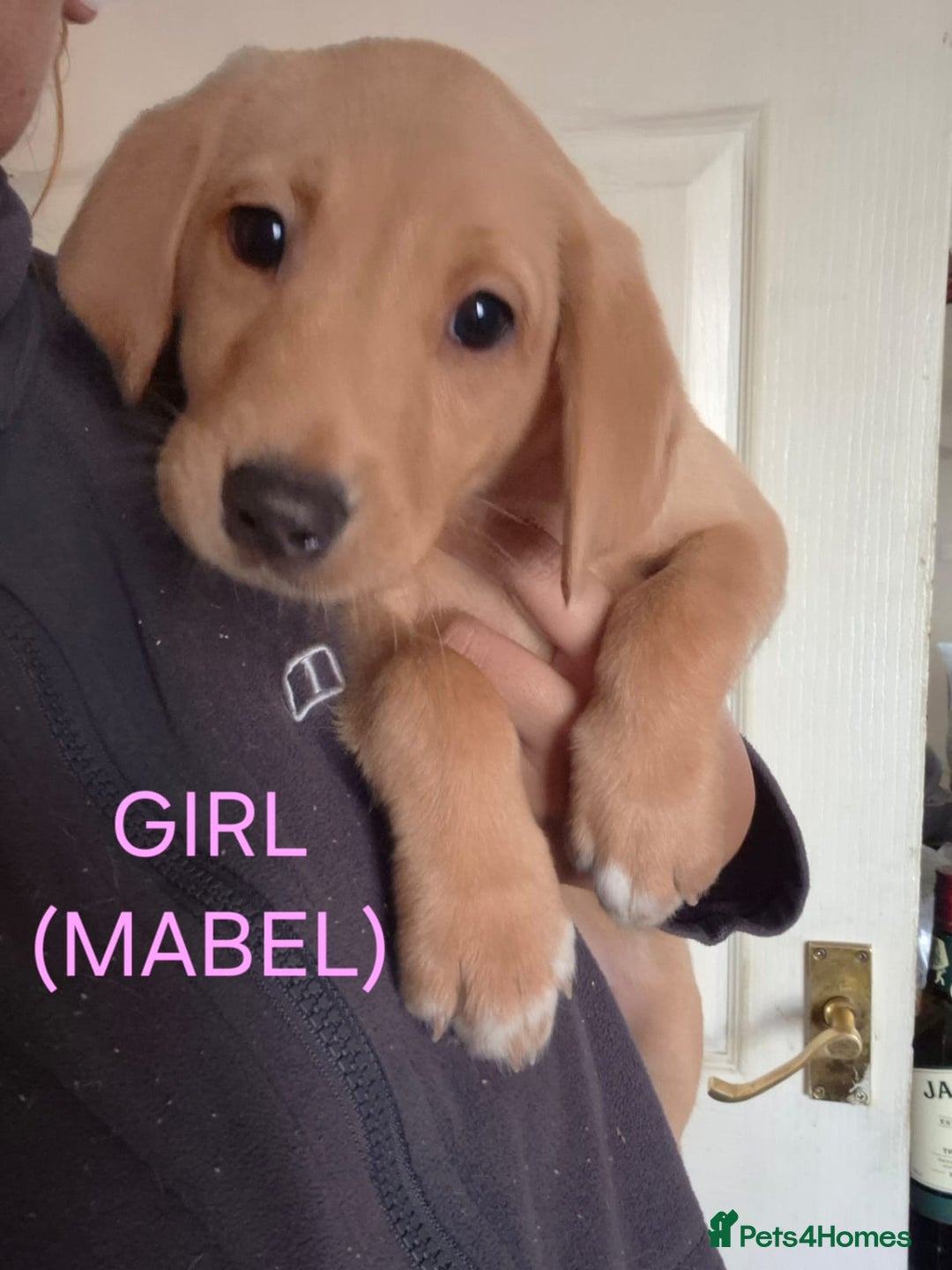 Labrador Retriever dogs for sale: Fox red lab pups - Image 3