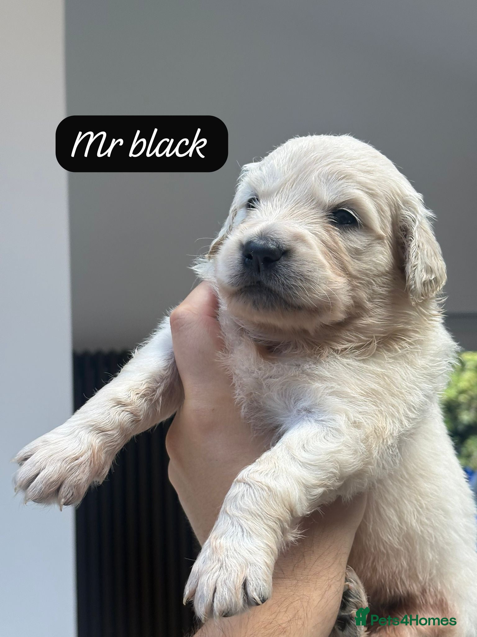 Golden Retriever dogs Behaviourist raised KC Reg Golden Retriever Pups - Advert 1