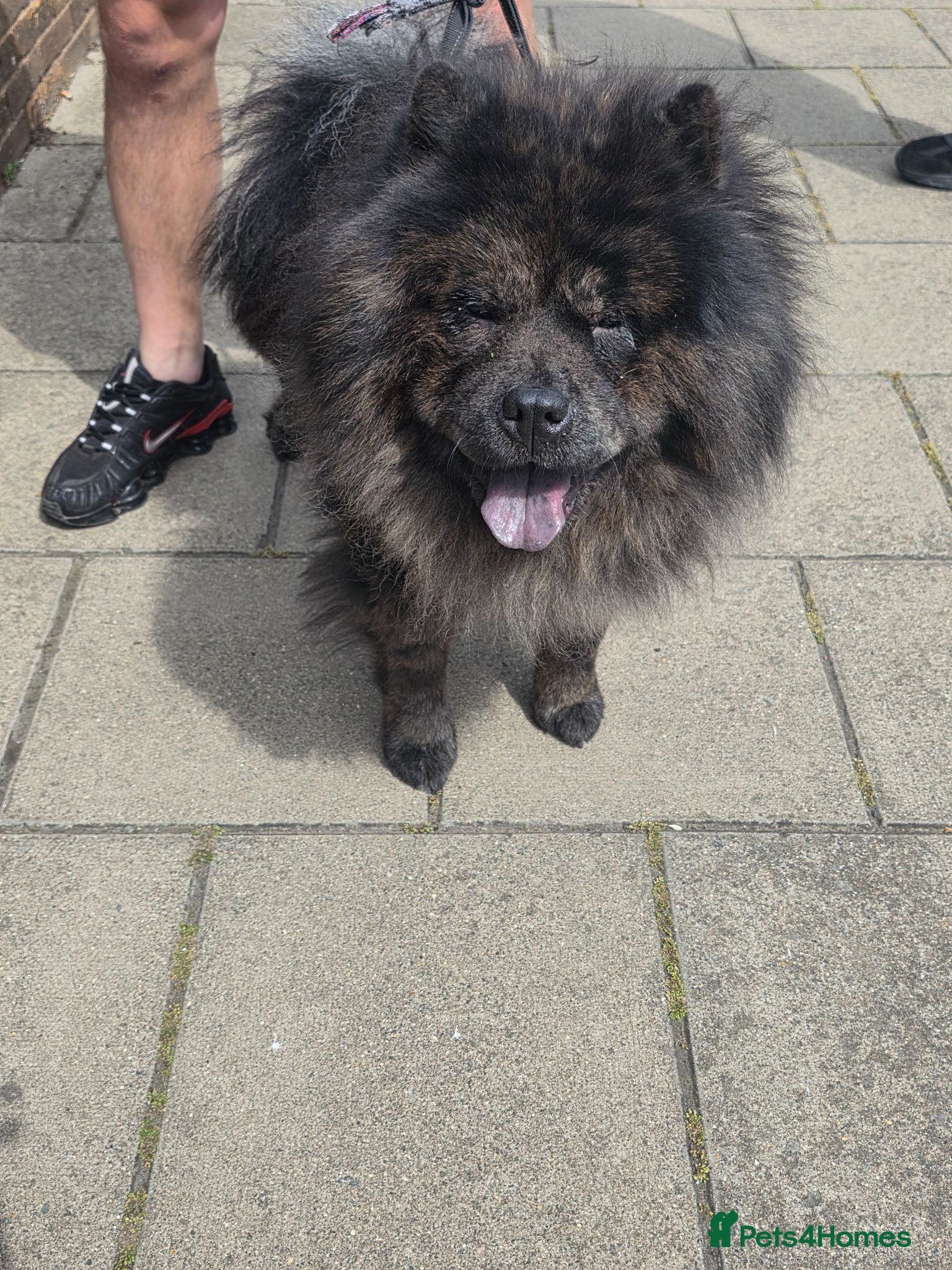 Chow Chow dogs 3 year old chow chow  - Advert 8