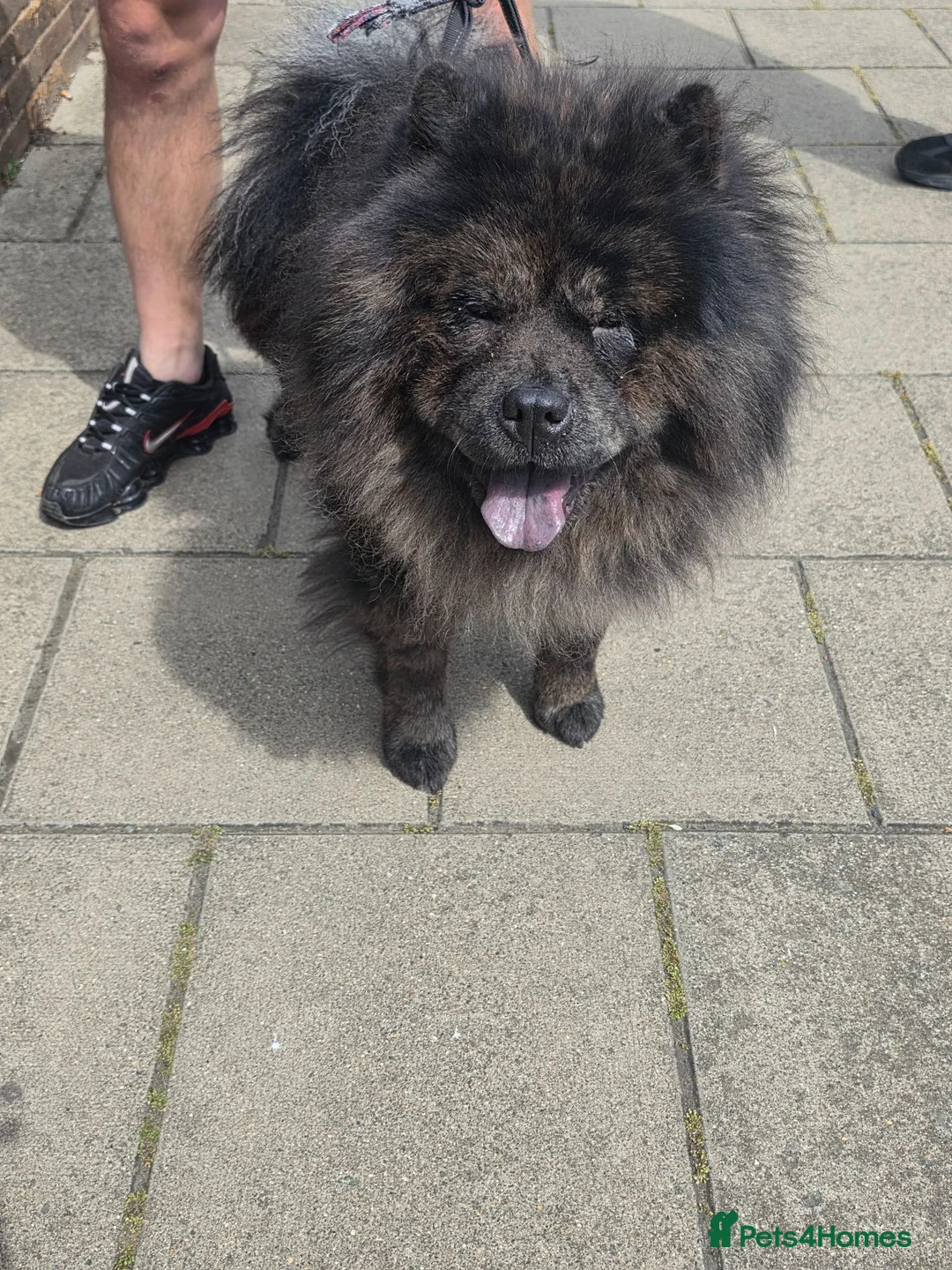 Chow Chow dogs for sale: 3 year old chow chow  in Redcar - Advert 1