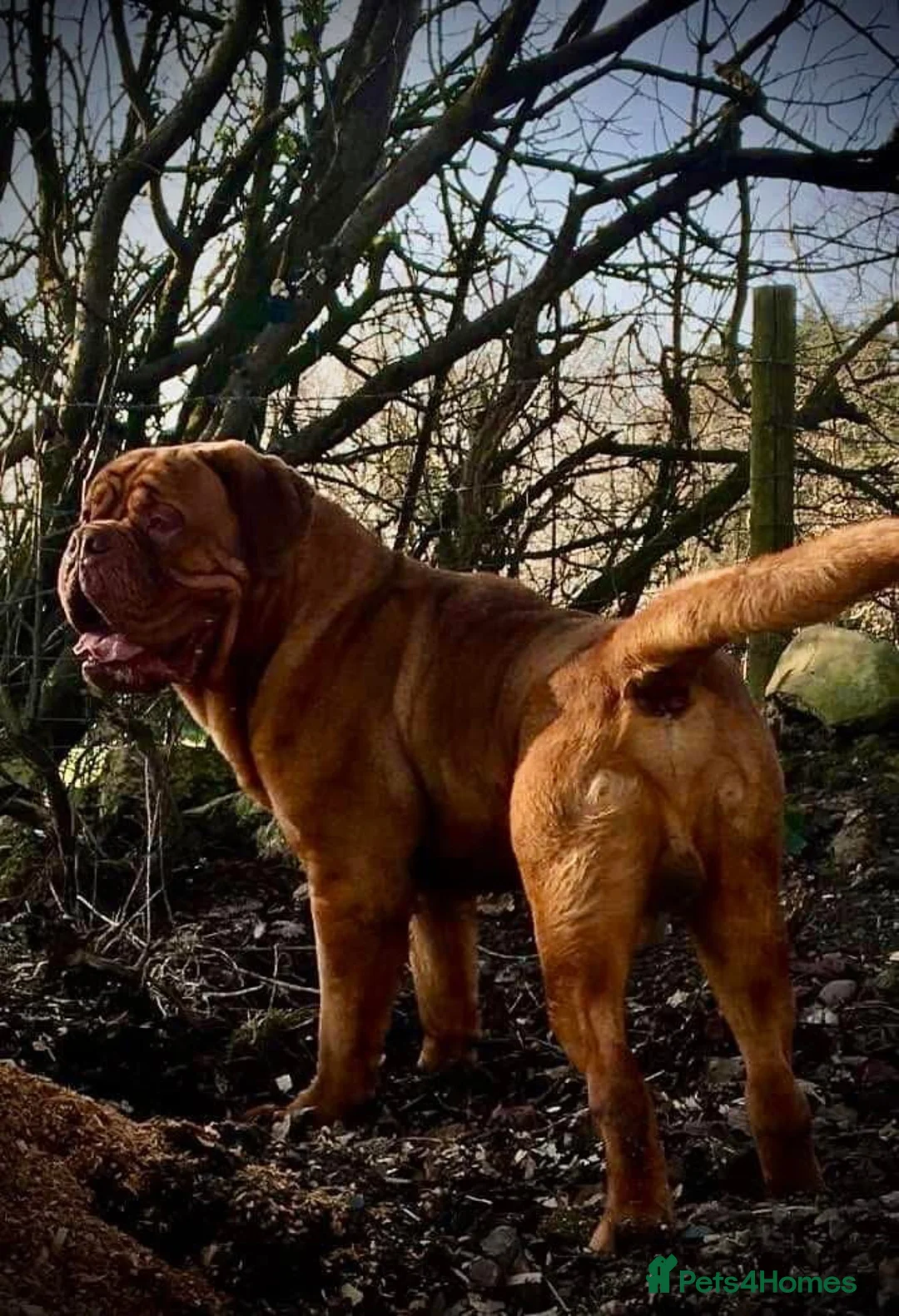 Dogue De Bordeaux dogs for stud: stud available in Carlisle - Advert 14