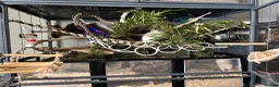 Rat rodents for sale: Male rats for rehome  - Advert 10