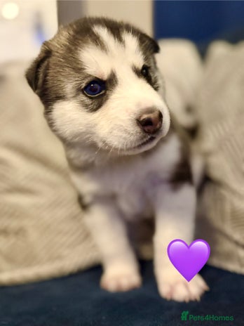 Siberian Husky dogs - Advert 1