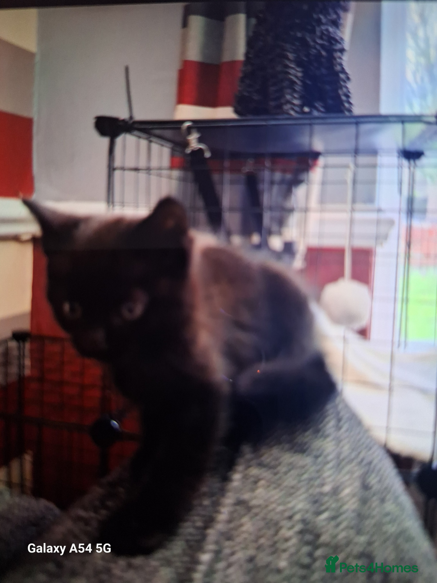 Siamese cats Male black kitten  - Advert 1