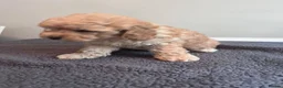 Cockapoo dogs for sale: 🐶 Beautiful F1B Cockapoo Puppies 🐶 - Advert 33