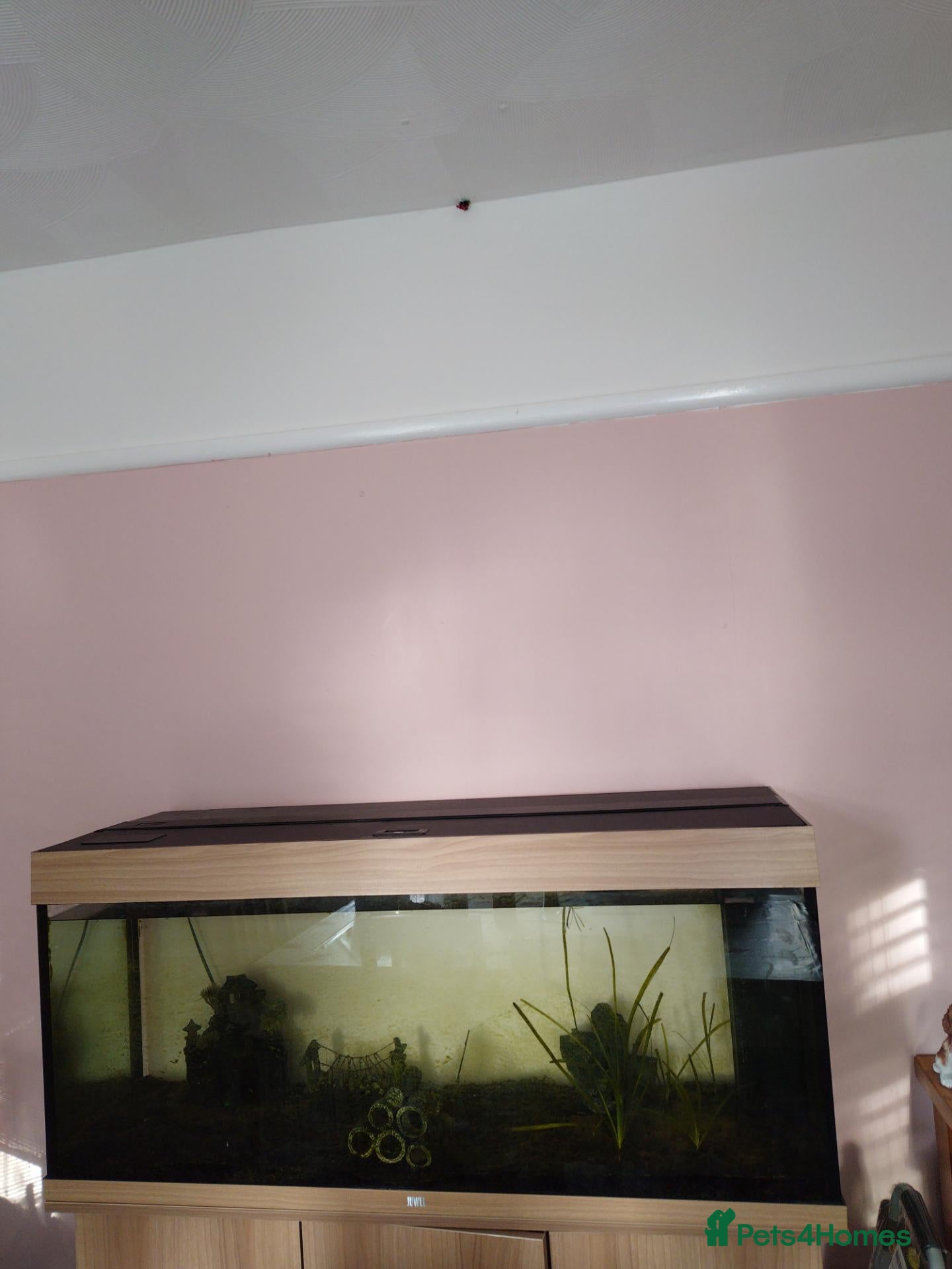 Loaches fish Fish tank with a few fish  - Advert 2