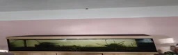 Loaches fish for sale: Fish tank with a few fish  - Advert 2