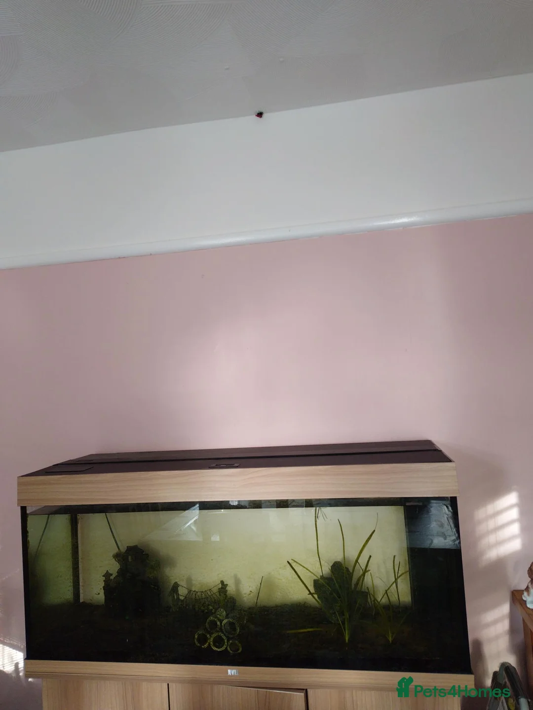 Loaches fish for sale: Fish tank with a few fish  - Advert 2