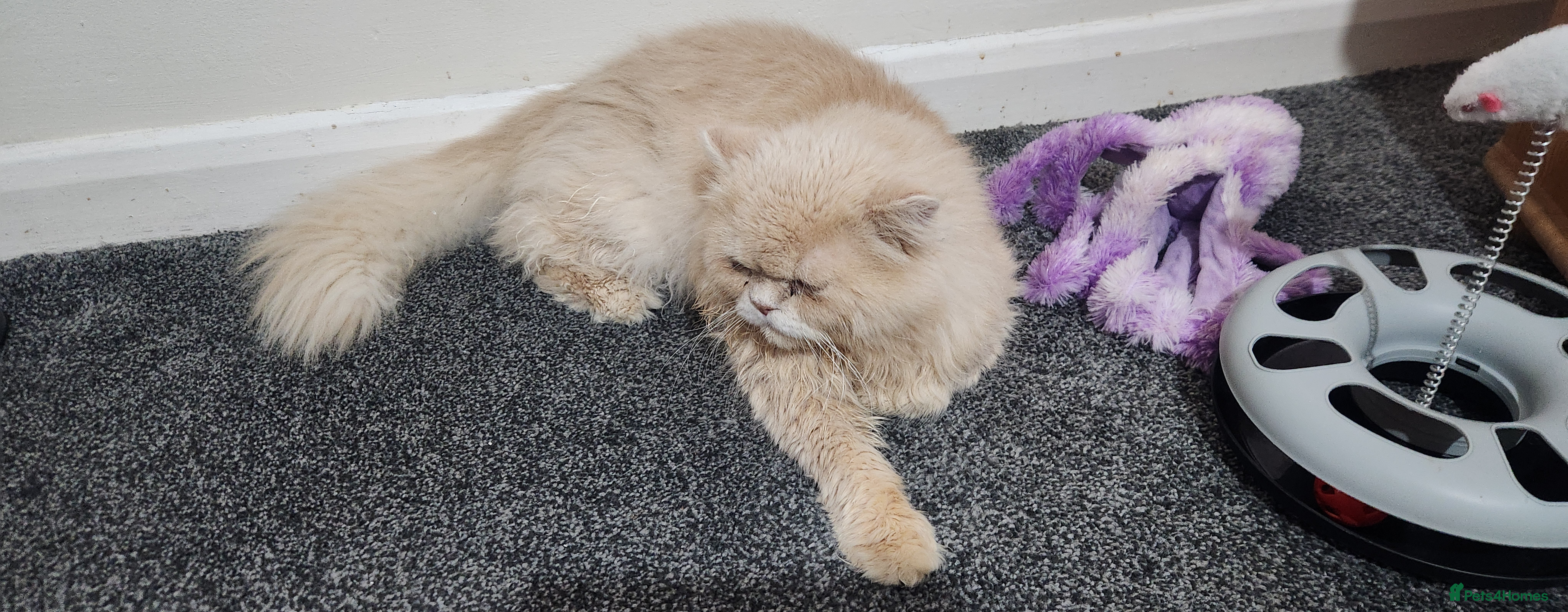 Persian cats Persian Male GCCF active - Advert 1