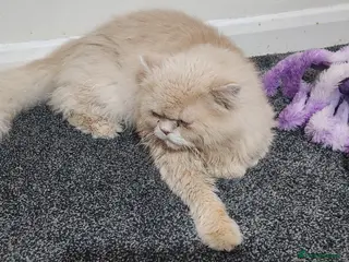 Persian cats Persian Male GCCF active - Advert 1