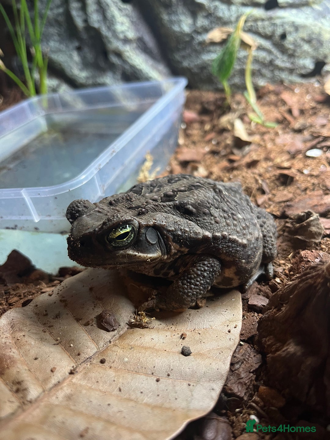 Toad reptiles for sale: Cane toad  - Image 4