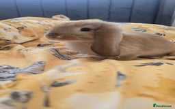 French Lop rabbits for sale: Beautiful French Lop bunnies - Image 33