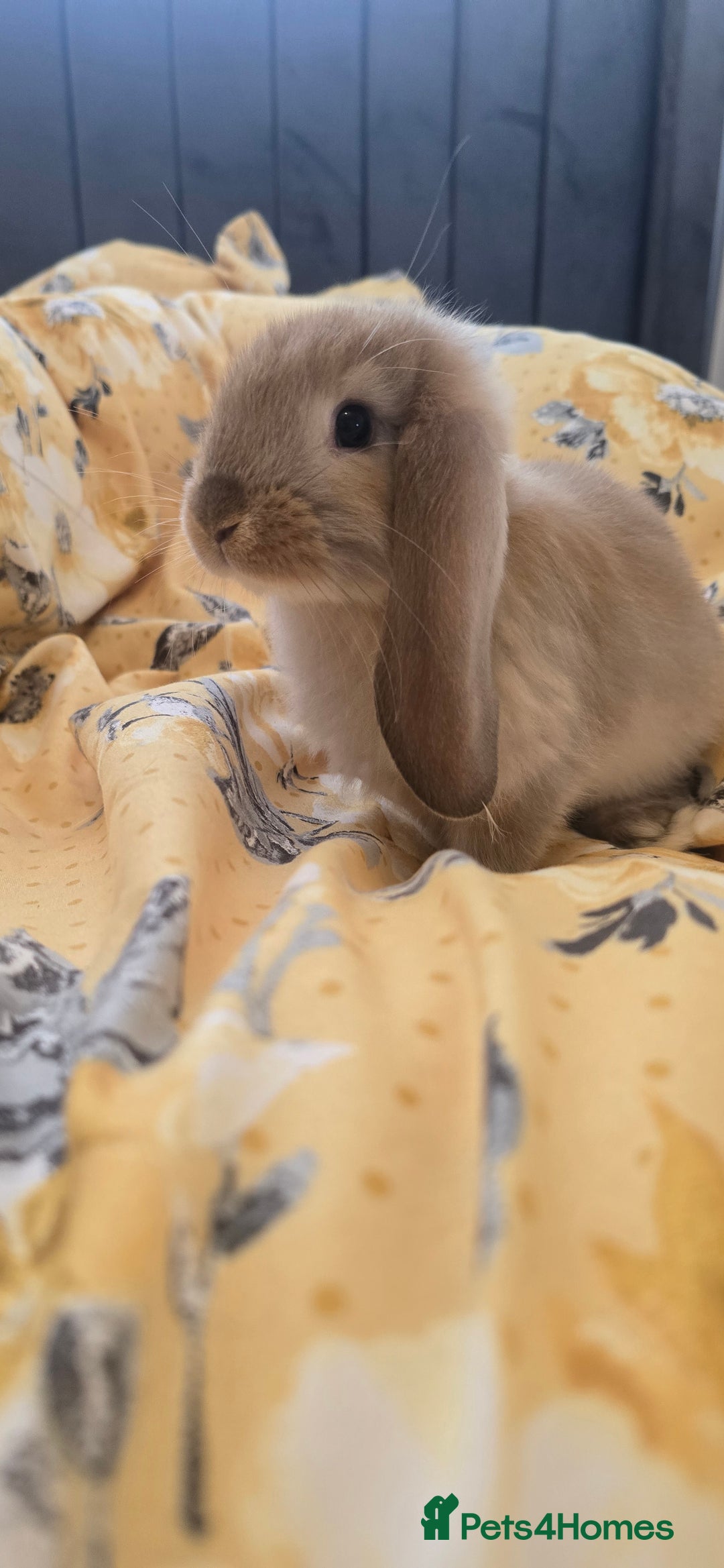French Lop rabbits for sale: Beautiful French Lop bunnies - Image 33