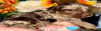 Cockapoo 1