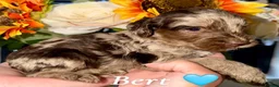Cockapoo dogs for sale: 🤎🐶🐾 Beautiful F1 cockapoo puppies🐾🐶🤎 - Advert 1