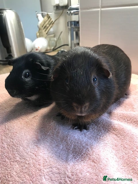 Guinea Pig rodents Beautiful Pigs - Boars, Pairs and Single - Advert 18