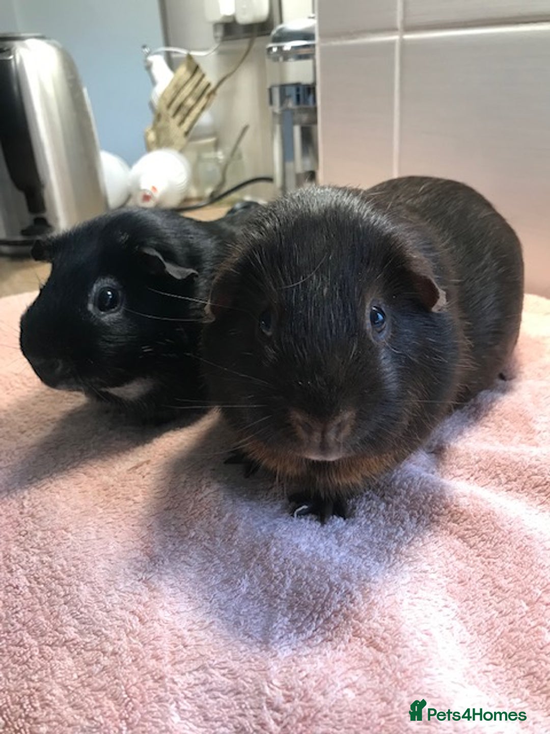 Guinea Pig rodents for sale: Beautiful Pigs - Boars, Sows, Pairs and Single - Advert 8