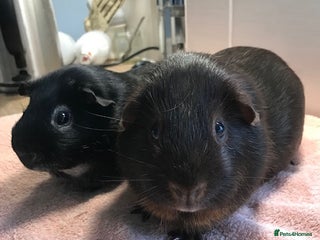 Guinea Pig rodents Beautiful Pigs - Boars, Pairs and Single - Advert 18