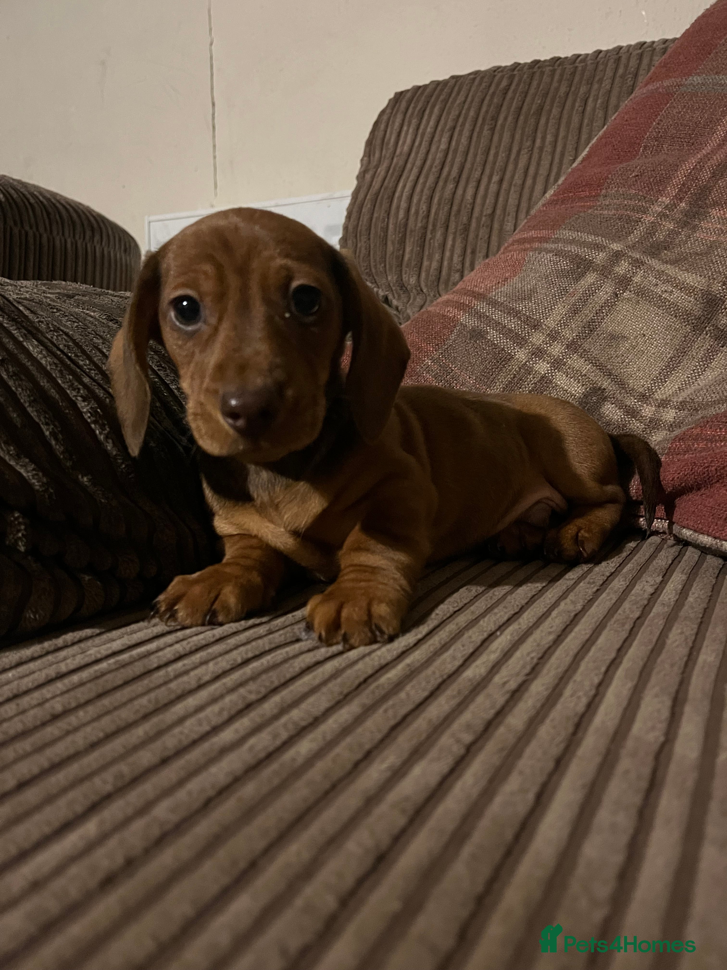 Miniature Dachshund dogs Ready now 🐶 - Advert 7