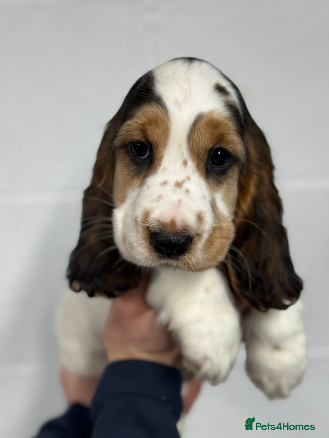 Cocker Spaniel dogs for sale: True to type Show Cocker Spaniels - KC reg parents - Advert 20