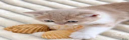 British Shorthair cats for sale: Beautiful British Shorthair Female Kitten 🐾🌸🌸🌸 - Advert 10
