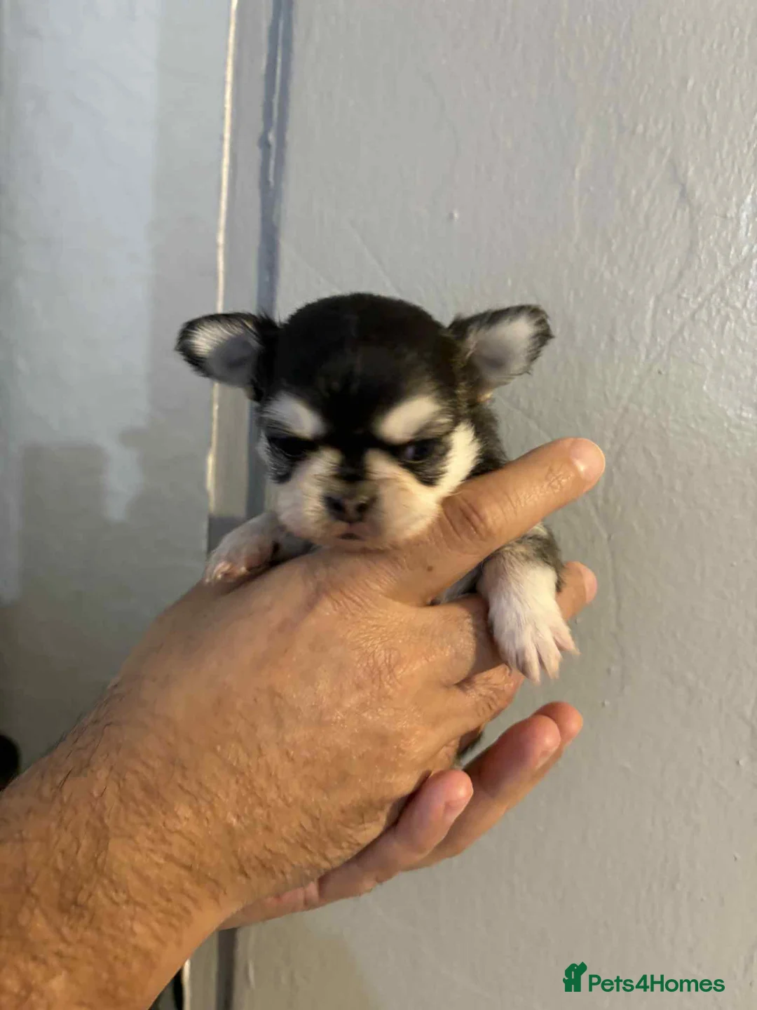 Chihuahua dogs for sale: Very beautiful husky markings chihuahua for sale - Advert 7