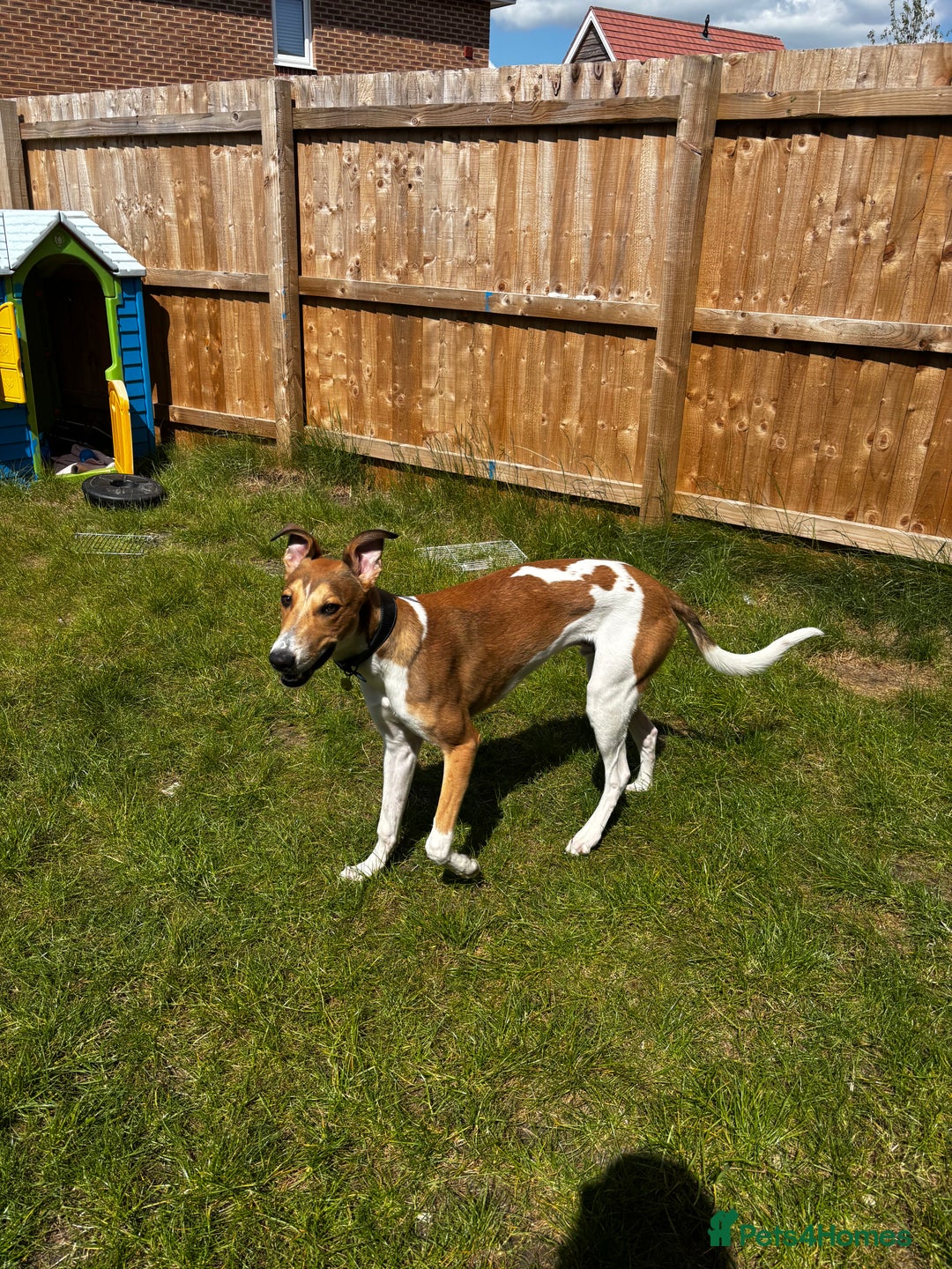 Lurcher dogs for sale: male lurcher- blue - Image 6