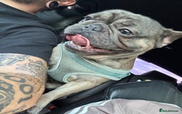 French Bulldog dogs for sale: Reggie - Image 5