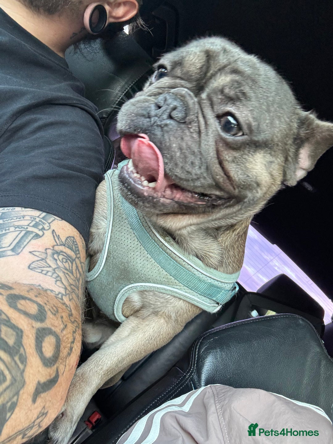 French Bulldog dogs for sale: Reggie - Image 5